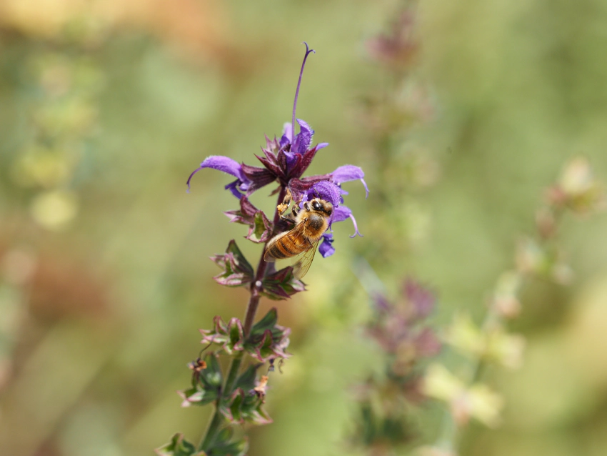 The Urban Beekeeper Chalange